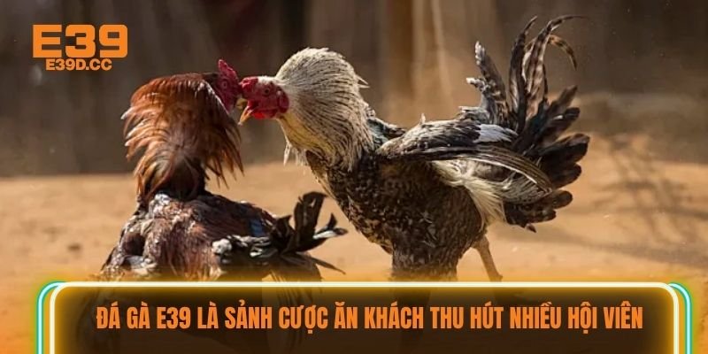 Đá gà E39 là sảnh cược ăn khách thu hút nhiều hội viên